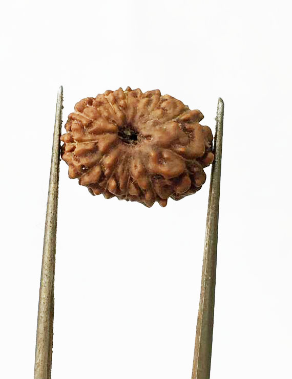 12 Mukhi Certified Indonesian Rudraksha  Size- 14 mm